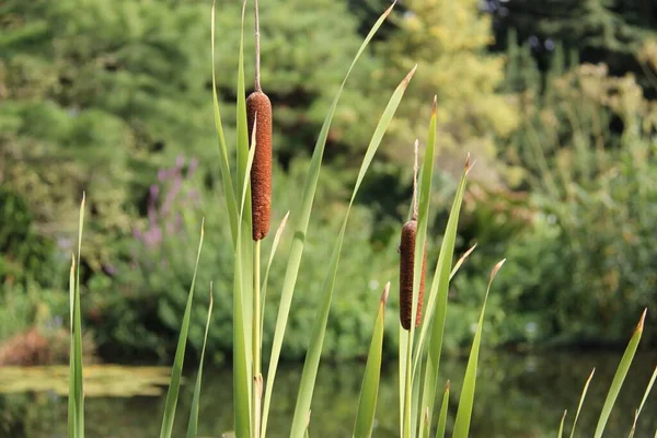 Prag 'daki Botanik Bahçesinde Typha latifolia (geniş yapraklı kuyruk)