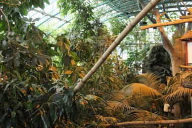 Tropik hayvanlarla dolu tropik bir sera.