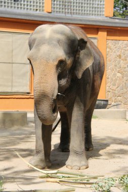 Hayvanat bahçesindeki yaşlı bir fil