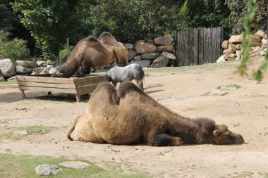 Deve gün ışığında yerde dinleniyor.