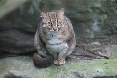 Rusty Benekli kedi (Prionailurus rubiginosus)