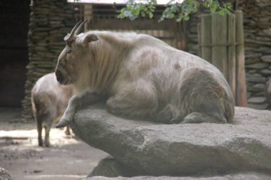 Sichuan takin laying on a huge stone