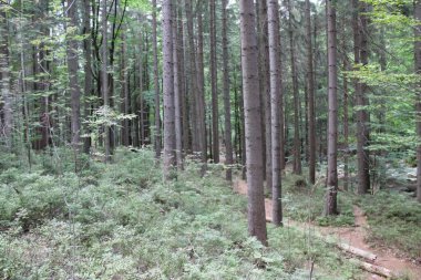 Trees in the woods near Mumlava waterfall, Czech republic