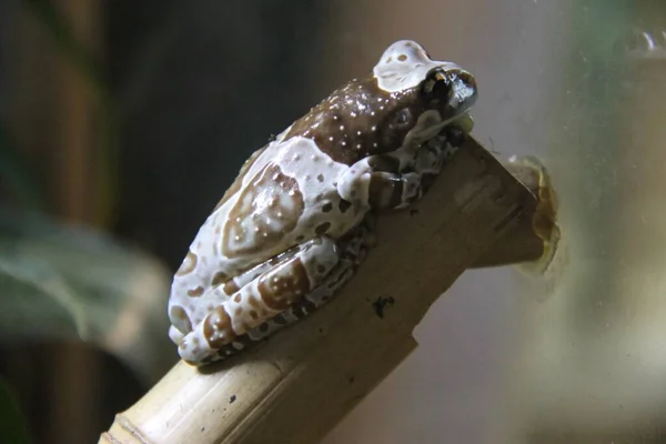 The Mission golden-eyed tree frog or Amazon milk frog