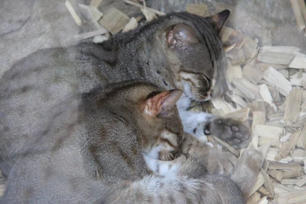 Two Rusty Spotted Cats Prionailurus Rubiginosus Sleeping Stockbild