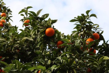 Tangerines on a tree in Barcelona, Spain