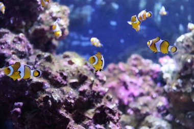 Bir grup Osellaris palyaço balığı, Amphiprion ocellaris, diğer bir deyişle sahte perküla palyaço balığı veya sıradan palyaço balığı.