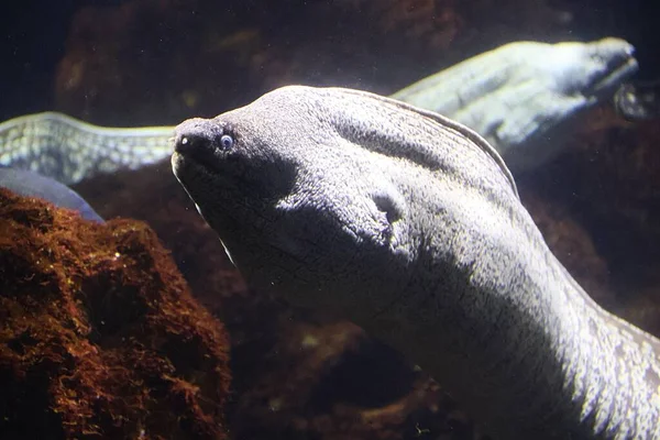 Head Moray Eels Muraenidae — Stock Photo, Image