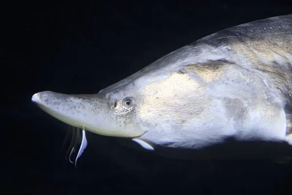 白いチョウザメの頭 Acipenser Transmontanus — ストック写真