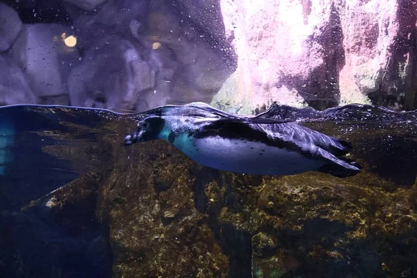 水中でのペンギンのダイビング — ストック写真