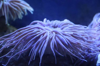 Anemonia sulcata ya da Akdeniz yılanı deniz şakayığını kilitler