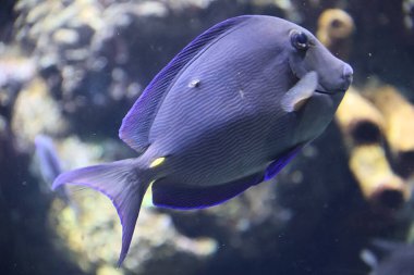 Mavi tang veya Acanthurus coeruleus