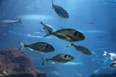 Yaldız başlı (deniz) çipura sürüsü (Sparus aurata))