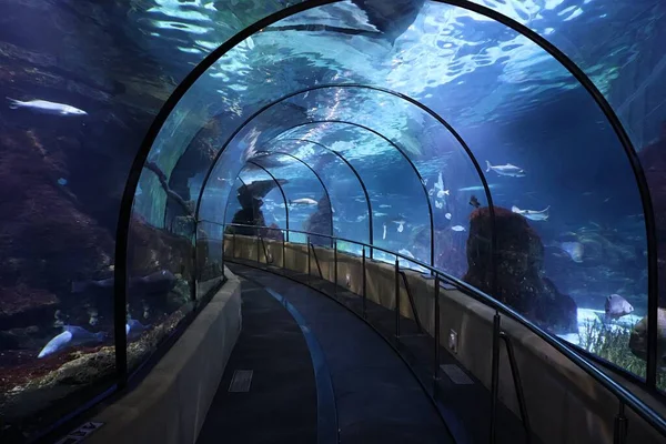 Barcelona, İspanya 'da bir akvaryum