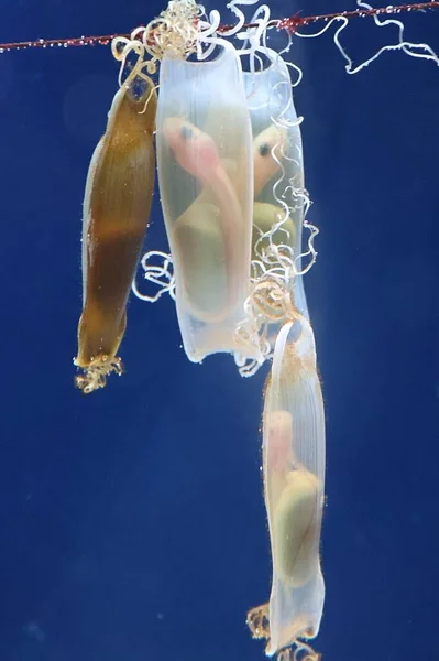 Embrioni Pesce Mare — Foto Stock