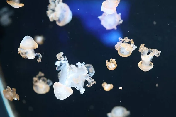 Méduses Marbre Dans Mer — Photo