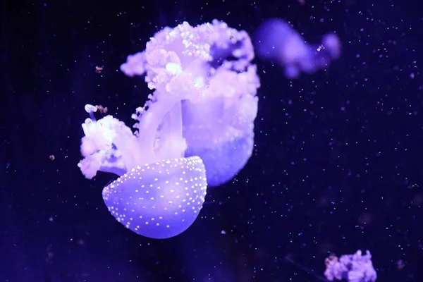 Ризостомы Ризостомные Медузы — стоковое фото