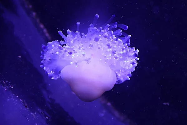 Крупный План Медузы Ропилемы — стоковое фото