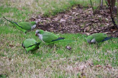 Keşiş Muhabbeti Sürüsü