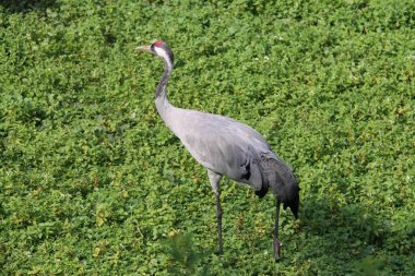 Yaygın vinç (Grus grus), Avrasya turnası olarak da bilinir.
