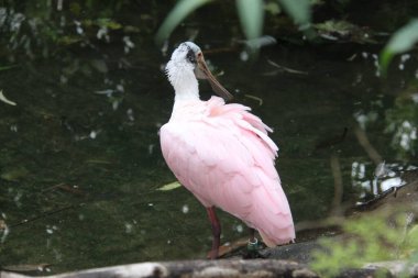 Roseate Spoonbill (Platalaja)