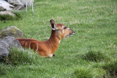 sitatunga (Tragelaphus spekii) veya marshbuck