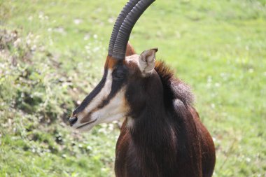 Bongo (Tragelaphus eurycerus), erkek, ayrıntı