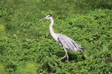 Gri balıkçıl (Ardea cinerea)