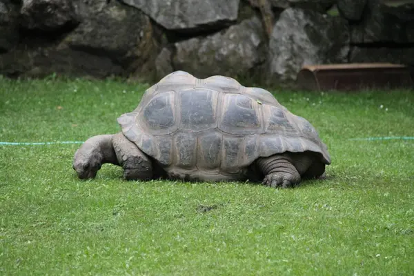 Galapagos tortoise or Galapagos giant tortoise (Chelonoidis niger)