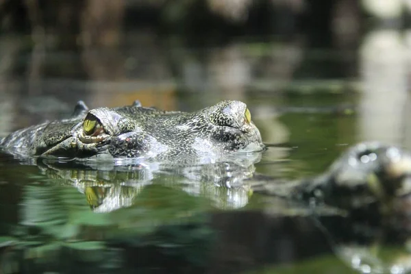 Gharial Gavialis Gangeticus Ook Bekend Als Gaviale Visetende Krokodil Ogen — Stockfoto