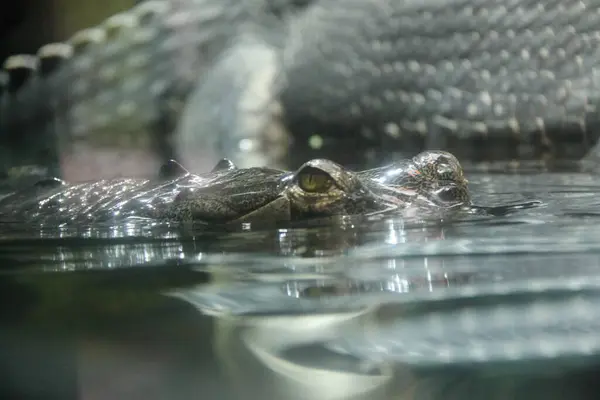 Gharial Gavialis Gangeticus Más Néven Gaviális Vagy Halevő Krokodil Szem — Stock Fotó