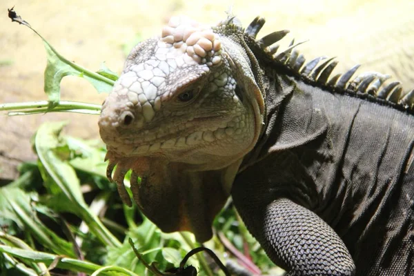 Iguanidae Zoo Zbliżenie Jedzenie Trawy — Zdjęcie stockowe