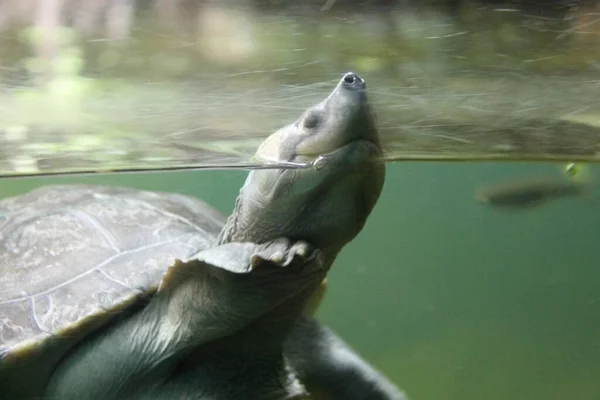 Noordelijke Rivierschildpad Batagur Baska Dichtbij Een Kop Onder Water — Stockfoto