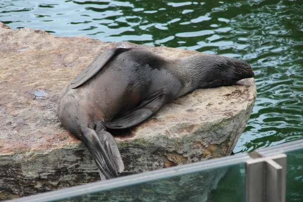 Deniz aslanı sırt üstü uyuyor.