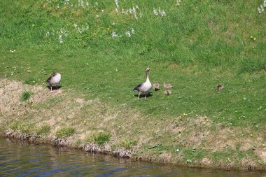 A Goose and little goslings