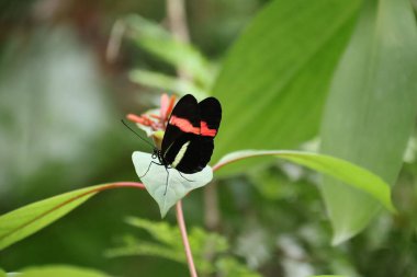 Heliconius Melpomene ya da Postacı Kelebeği