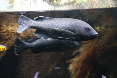 İplik yüzgeci cichlid (Petrochromis trewavasae)