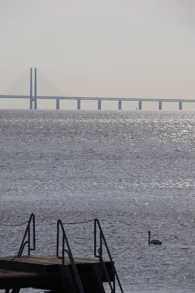 stock image Swan in front of Oresund bridge from Copenhagen to Malmo, Sweden