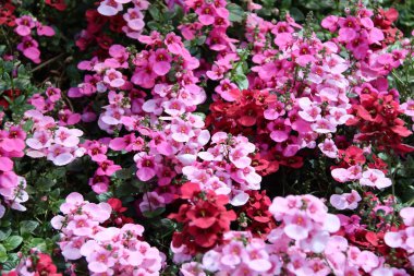 Diascia berberi, Twinspur olarak bilinir - kırmızı ve pembe