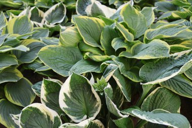 Hosta, hostes ya da zambak.