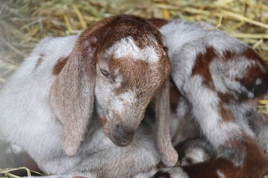 Yavru keçi, kahverengi ve beyaz, kafanın ayrıntıları.