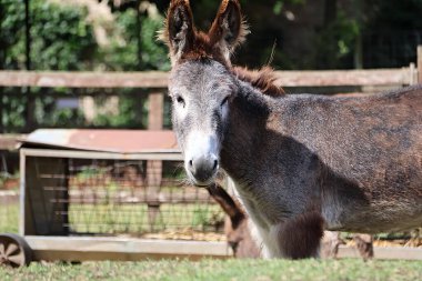 Eşek... Kahverengi, bana bakıyor.