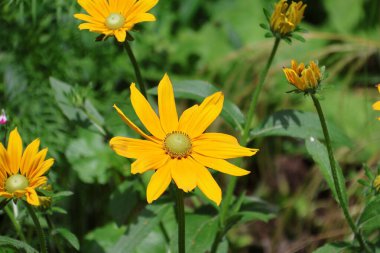 Rudbeckia hirta, genellikle siyah gözlü Susan olarak bilinir.