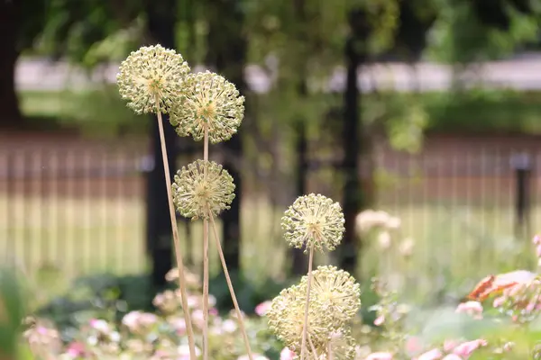 Santolina pinnata, lavanta pamuğu deniyor.