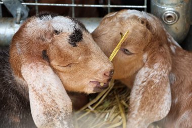 İki yavru keçi, ayrıntı.