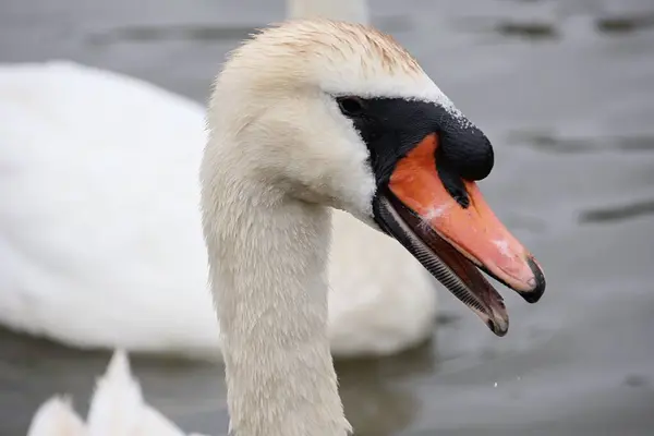 Kuğu - bir kafa detayı