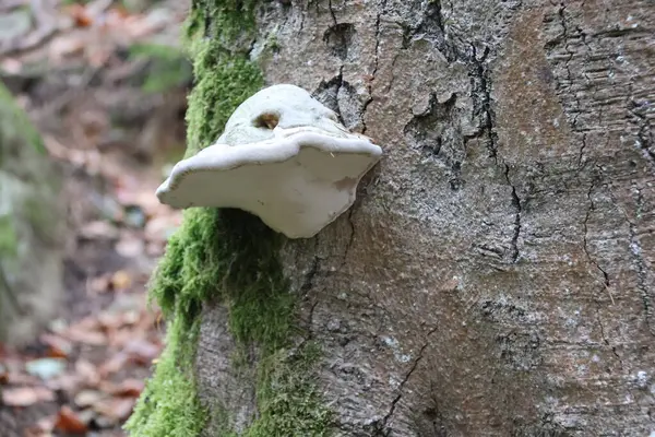 Ganoderma lucidum, bilinen adıyla reishi, verniklenmiş conk, laktinli braket, ya da ling chih