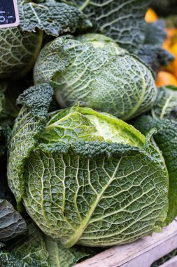 Head of fresh savoy cabbage, green leafy vegetables background, healthy food.