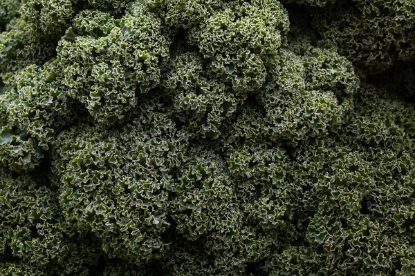 Vegetable background, green kale or leaf cabbage top view, close-up.