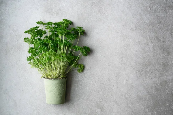 Bunch of fresh parsley or coriander in a pot on grey background, top view.